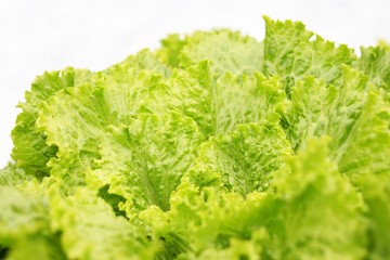 blattsalat lollo I