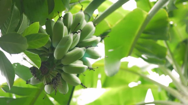 Bananas on the trees near harvest time.