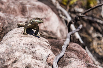 desert lizard