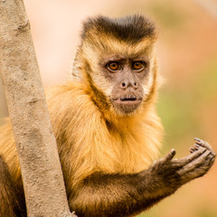 capuchin monkey