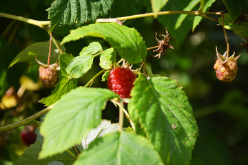 raspberry, fruit, strawberry, berry, raspberry, food, red, plant, ripe, nature, wild, green, leaf, garden, summer, sweet, healthy, bush, berries, raspberries, fresh, branch, close-up, leaves, fruits, 
