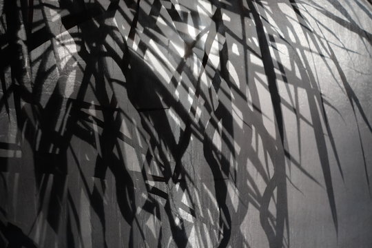 Subtropen Palmen Bl&auml;tter Dekore