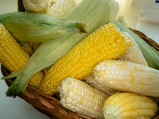 ripe natural corn cobs in a basket