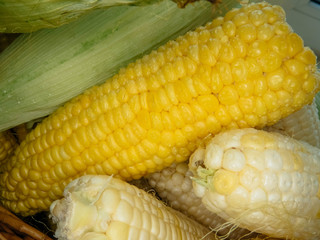 ripe natural corn cobs. . healthy eating. eco-friendly products. Organic Food.