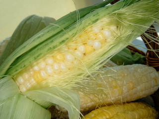 ripe natural corn cobs. . healthy eating. eco-friendly products. Organic Food.