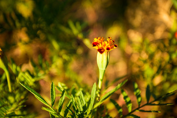 Abstract vintage picture style of yellow marigold flowers with soft focus