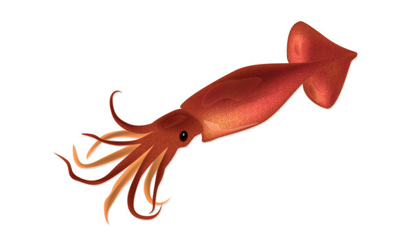 Cartoon Squid Images – Browse 26,276 Stock Photos, Vectors, and Video |  Adobe Stock