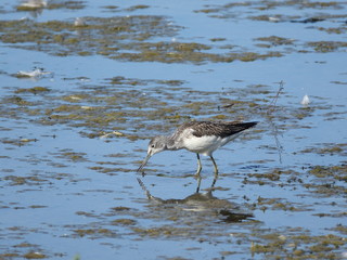 Greenshank (Tringa nebularia) feeding in shallow water