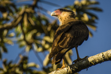 bird of prey