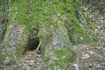 Forest with moss in the trees