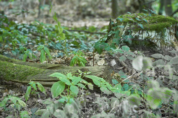 Forest with moss in the trees