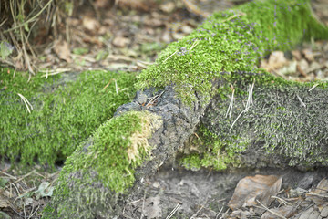 Forest with moss in the trees