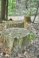 Fototapeta premium Forest with moss in the trees