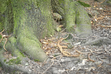 Forest with moss in the trees