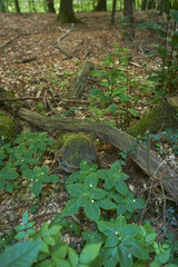 Forest with moss in the trees