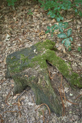 Forest with moss in the trees