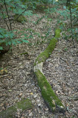 Forest with moss in the trees