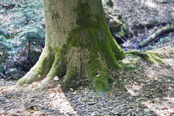 Forest with moss in the trees