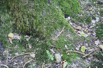 Forest with moss in the trees