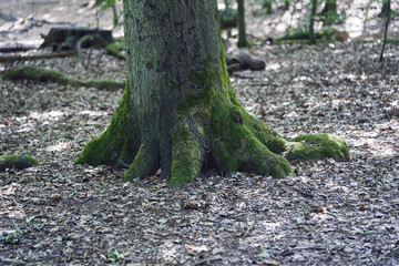 Forest with moss in the trees