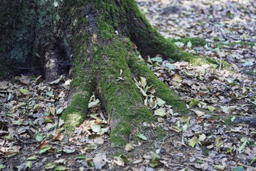 Forest with moss in the trees