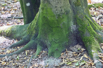 Forest with moss in the trees