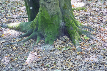 Forest with moss in the trees