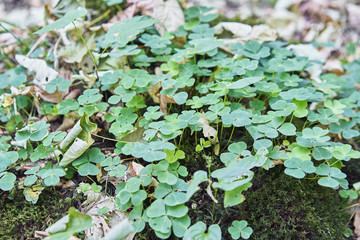 Forest with moss in the trees