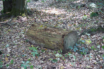 Forest with moss in the trees