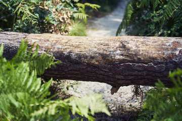 Obraz premium Forest with moss in the trees