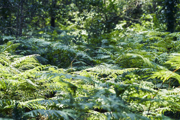 Forest with moss in the trees