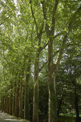 Fototapeta premium Forest with moss in the trees