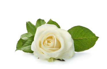 Beautiful fresh rose on white background. Funeral symbol