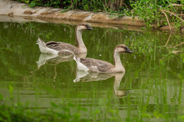 Pair of geese floating in the pond