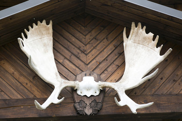 elk horns on the wall
