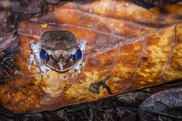 tropical frog