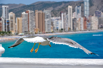 Fototapeta na wymiar Seagull and Playa de Levante, Benidorm, Spain