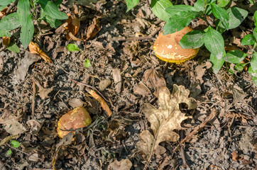 mushrooms in the grass in the woods