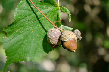 oak grows acorns - 217774191