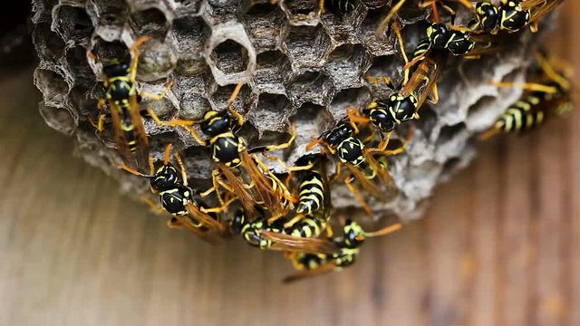 Black And Yellow Hornets Building Nest On Wooden Fence Closeup