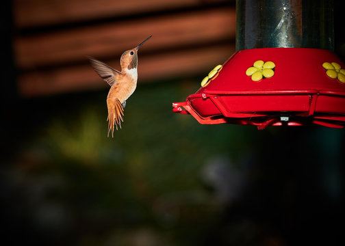 hummingbird hovering near hummingbird feeder with sugar water cloudcroft new mexico