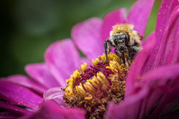 Ape con polline  su fiore viola e giallo 