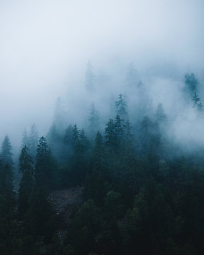Fog Forest © Chase