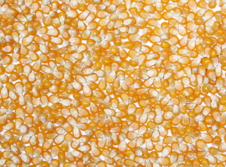 Yellow grain corn background and texture, for popcorn, top view