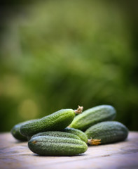 ripe cucumbers close up vertical photo on green garden background