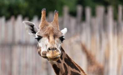 Zoo