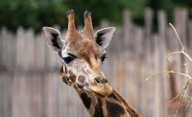 Zoo
