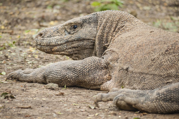Komodo Dragon