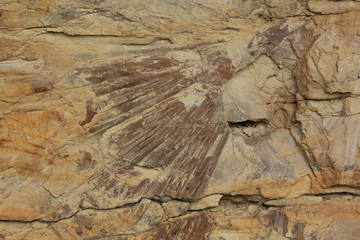 Palmblätter Triceratops Trail Golden Colorado USA