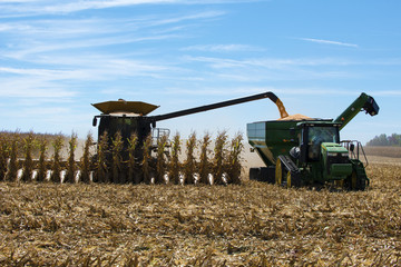 Corn Harvest